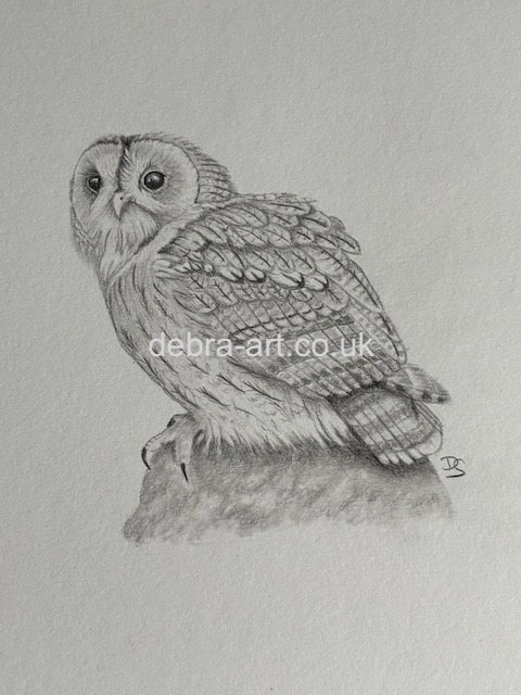 Tawney Owl